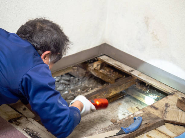 Best Black Mold Removal  in Closter, NJ