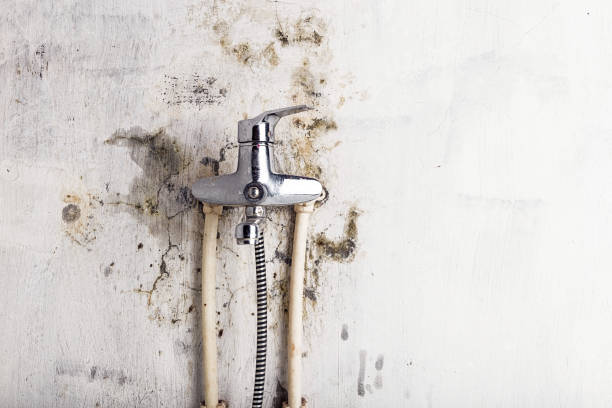 Best Certified Mold Removal  in Closter, NJ