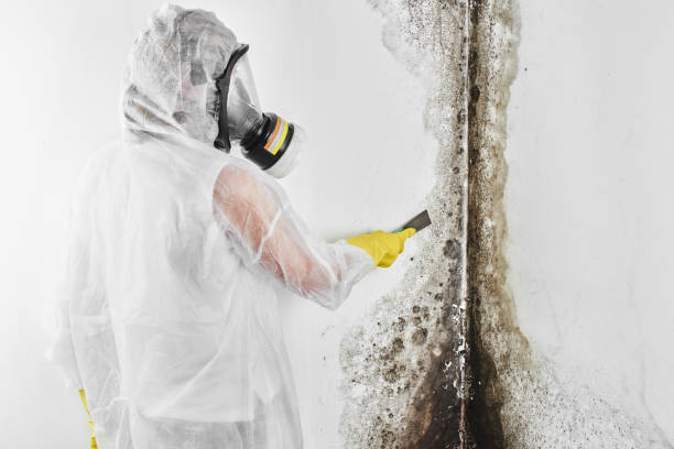 Best Mold Testing  in Closter, NJ