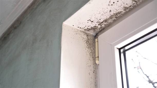 Best Home Mold Removal  in Closter, NJ