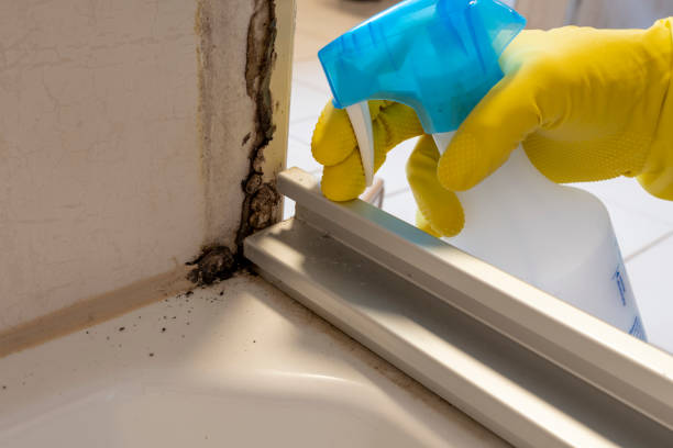 Trusted Closter, NJ Mold Removal Experts