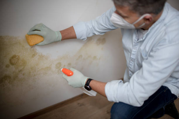 Office Mold Removal Services in Closter, NJ