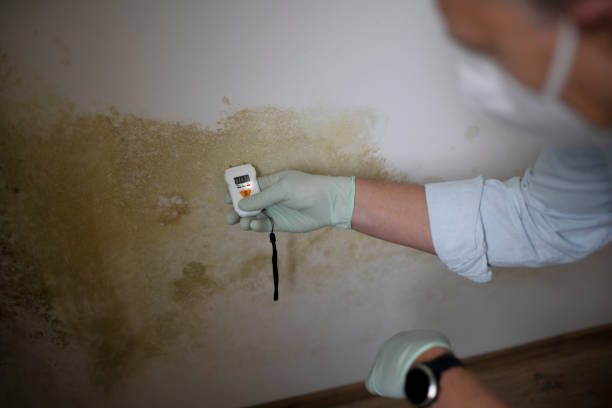 Best Mold Remediation  in Closter, NJ