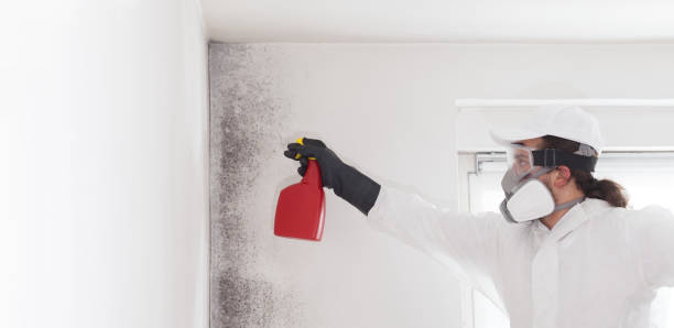 Best Commercial Mold Removal  in Closter, NJ