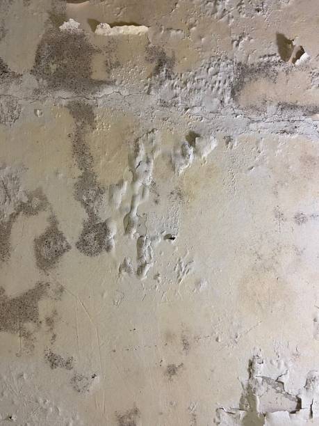 Best Mold Removal Company Near Me  in Closter, NJ
